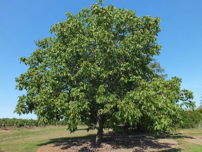 A beautiful Shade tree of unknown type, possibly a source of wood for picks and guitars?