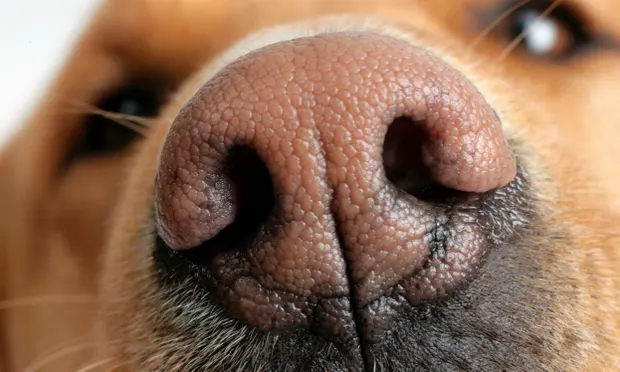 Dog's nose sniffing us, cause we ain't playin enough!